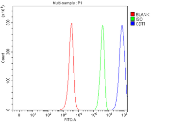 CDT1/DUP Rabbit Polyclonal Antibody