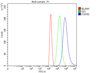 FGFR3 Rabbit Polyclonal Antibody