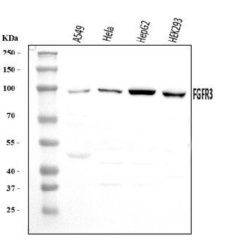 FGFR3 Rabbit Polyclonal Antibody
