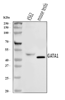 GATA1 Rabbit Polyclonal Antibody