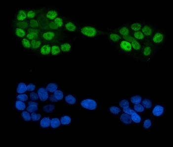 GATA6 Rabbit Polyclonal Antibody