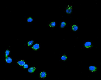 Giantin/GOLGB1 Rabbit Polyclonal Antibody