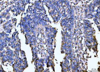 Giantin/GOLGB1 Rabbit Polyclonal Antibody