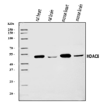 HDAC8 Rabbit Polyclonal Antibody