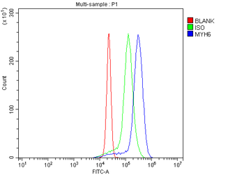 MYH6 Rabbit Polyclonal Antibody