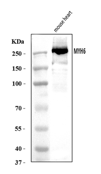MYH6 Rabbit Polyclonal Antibody