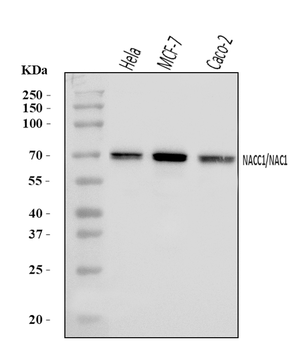 Nac1/NACC1 Rabbit Polyclonal Antibody