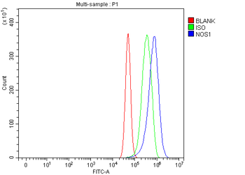 nNOS/NOS1 Rabbit Polyclonal Antibody