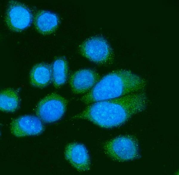 Poliovirus Receptor/PVR Rabbit Polyclonal Antibody