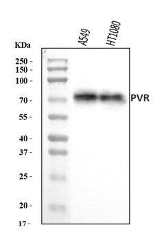 Poliovirus Receptor/PVR Rabbit Polyclonal Antibody