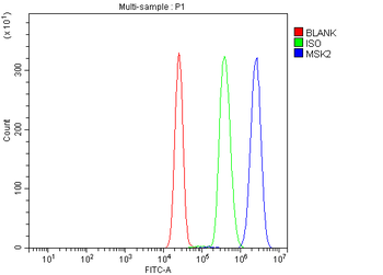 MSK2/RSK-B/RPS6KA4/RSK Rabbit Polyclonal Antibody