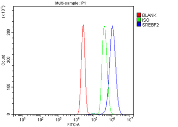 SREBP2/SREBF2 Rabbit Polyclonal Antibody