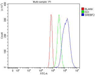 SREBP2/SREBF2 Rabbit Polyclonal Antibody