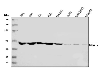 SREBP2/SREBF2 Rabbit Polyclonal Antibody