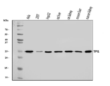 TPI1 Rabbit Polyclonal Antibody