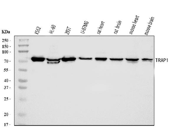 TRAP1 Rabbit Polyclonal Antibody