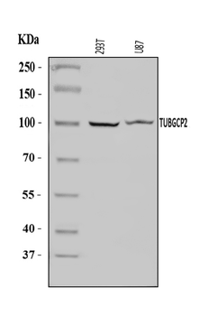 TUBGCP2 Rabbit Polyclonal Antibody
