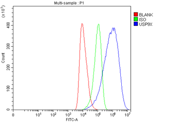 USP9X Rabbit Polyclonal Antibody