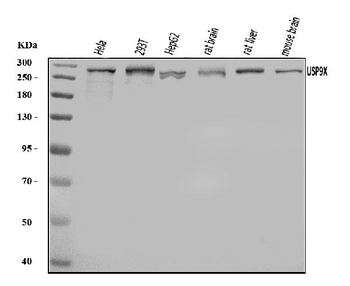 USP9X Rabbit Polyclonal Antibody