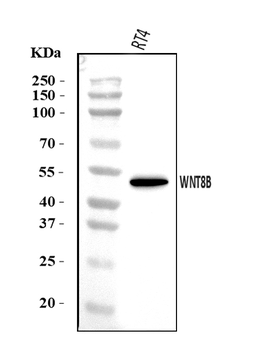 WNT8B Rabbit Polyclonal Antibody