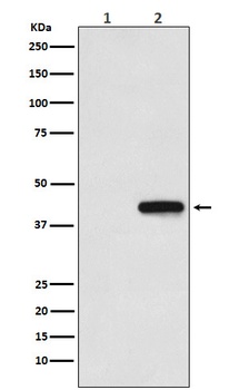 His-Tag Mouse Monoclonal Antibody