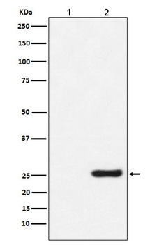 GST-Tag/GST Mouse Monoclonal Antibody