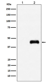 HA-Tag/HA Mouse Monoclonal Antibody