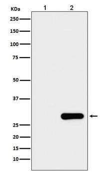 GFP-Tag/GFP Mouse Monoclonal Antibody