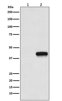 Flag-Tag Mouse Monoclonal Antibody