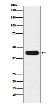 V5-tag/V5 Mouse Monoclonal Antibody