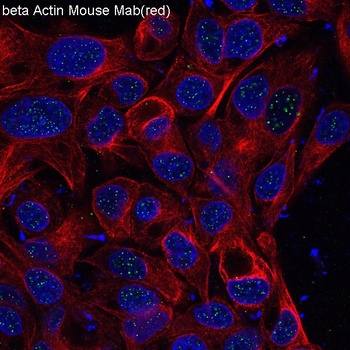 beta Actin Mouse Monoclonal Antibody