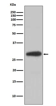 BDNF Rabbit Monoclonal Antibody