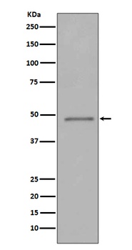 FOXP3 Rabbit Monoclonal Antibody