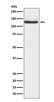 JAK3 Rabbit Monoclonal Antibody