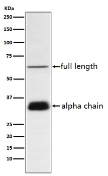 Clusterin Rabbit Monoclonal Antibody
