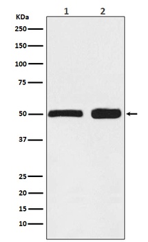 Ephrin B2 Rabbit Monoclonal Antibody