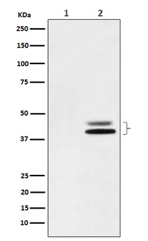Phospho-ERK1 + ERK2/ERK1 Rabbit Monoclonal Antibody