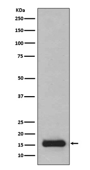 PFDN5 Rabbit Monoclonal Antibody