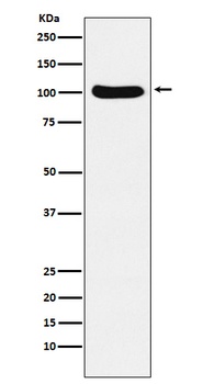 Exportin2 Rabbit Monoclonal Antibody