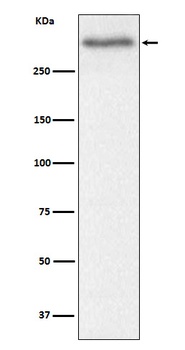 Versican Rabbit Monoclonal Antibody