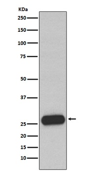 Mast Cell Chymase Rabbit Monoclonal Antibody