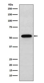 Syntrophin alpha 1 Rabbit Monoclonal Antibody