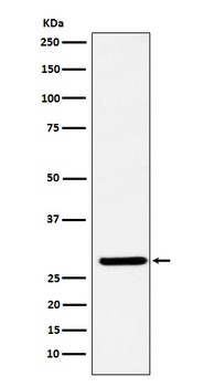 FHL2 Rabbit Monoclonal Antibody