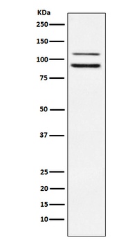 ILF3 Rabbit Monoclonal Antibody