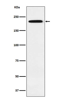 Gli3 Rabbit Monoclonal Antibody