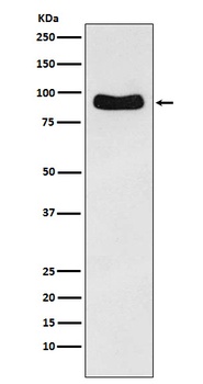 Cenexin1/ODF2 Rabbit Monoclonal Antibody
