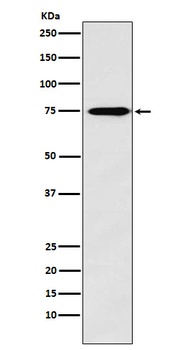 Synapsin II Rabbit Monoclonal Antibody