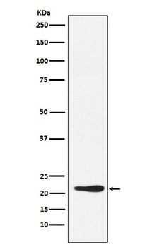 GDF3 Rabbit Monoclonal Antibody