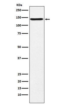 CNTN2/TAG1 Rabbit Monoclonal Antibody