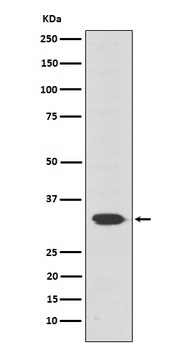 Otx2 Rabbit Monoclonal Antibody